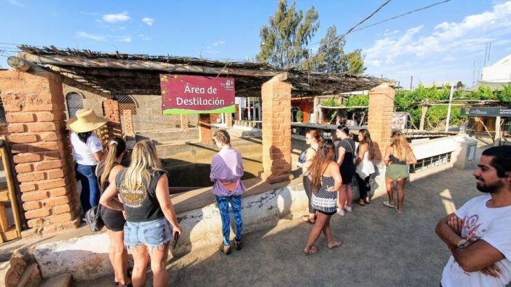 Paracas or Pisco: Private Huacachina Oasis Tour & Buggy Ride - Tour Duration and Language Options