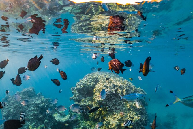 Paradise Conquest Semi-Submarine With Snorkeling From Hurghada - Additional Info