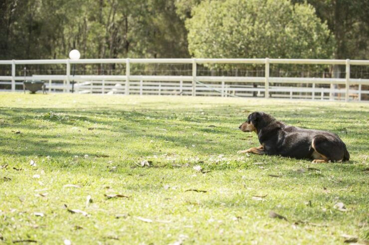 Paradise Country: Ultimate Aussie Farm Experience - Experience Highlights