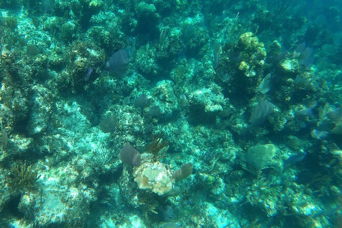 Paradise Island Private Half-Day Snorkel, Turtle, Scooter Tour  - New Providence Island - End Point