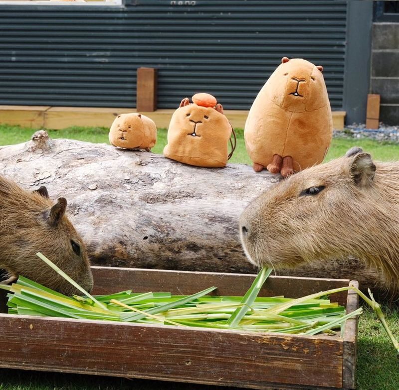 Paradise of Deer Ticket in Kenting Pingtung - Who Will Enjoy Kenting Deerland Most?