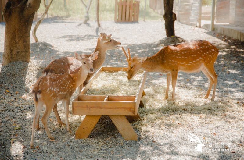 Paradise of Deer Ticket in Kenting Pingtung - Should You Book?