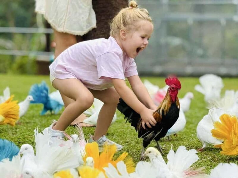 Paradise Park Farm Entry Ticket with Transfer - Good To Know