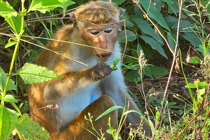 Paradise Sigiriya,Kandy,Nuwara eliya,Ella(Udawalawe/Yala)Tours - Final Thoughts