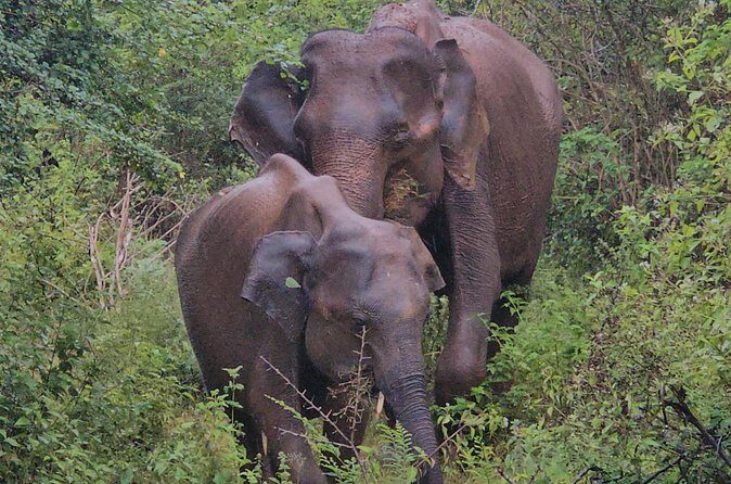 Paradise Sigiriya,Kandy,Nuwara eliya,Ella(Udawalawe/Yala)Tours - FAQs