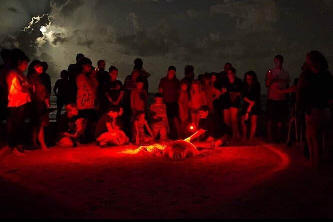 Paradise Turtle Watching Tours - Tour Duration and Pickup Details