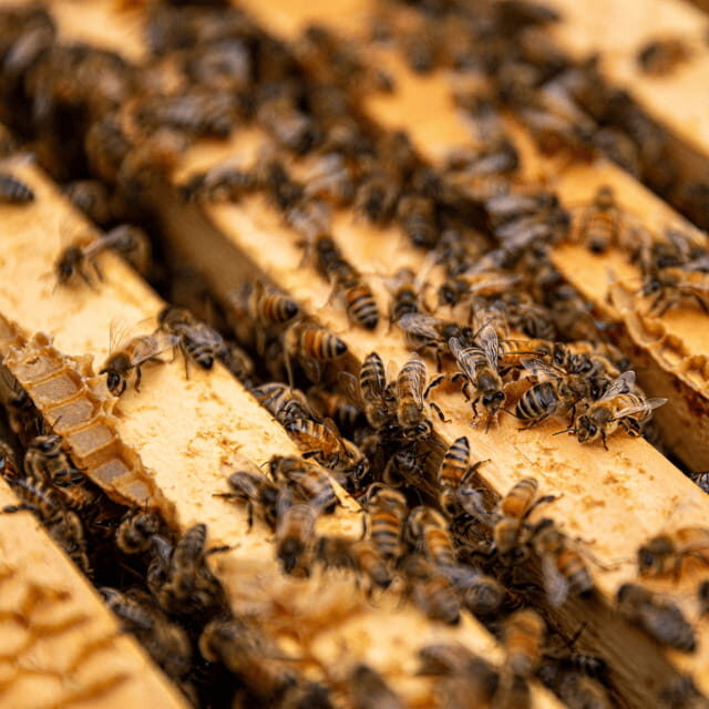 Paradise Valley: Bee Adventure Tour! - The Practical Details