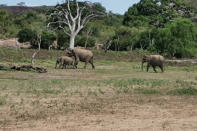 Paradise Yala Safari Tours - Inclusions and Amenities
