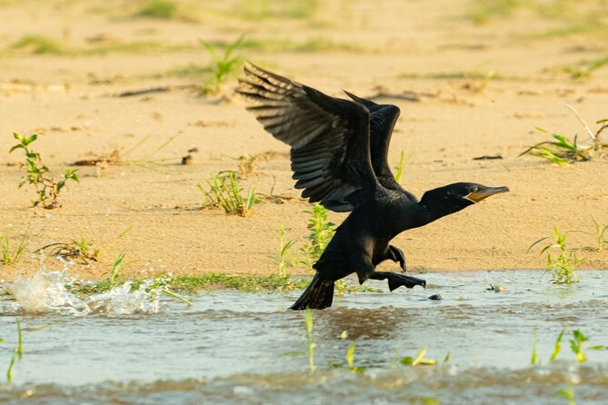 Paraguay River Nature and Wildlife Boat Tour From Asunción - Tour Highlights
