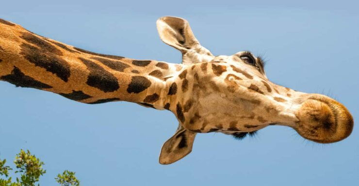 Parco Natura Viva: Garda Zoological Park Ticket - Good To Know