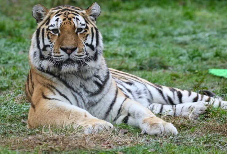 Parco Natura Viva: Garda Zoological Park Ticket - Park Overview and Conservation Efforts