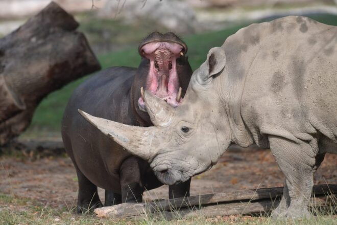 Parco Natura Viva: Garda Zoological Park Ticket - Attractions and Features