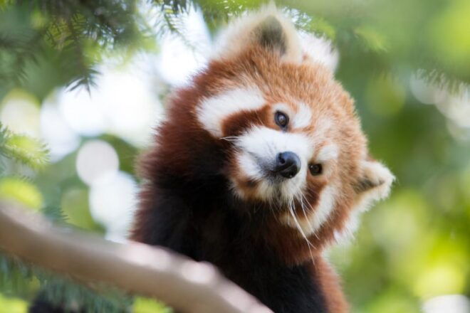 Parco Natura Viva: Garda Zoological Park Ticket - Visitor Information and Restrictions