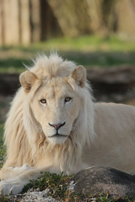 Parco Natura Viva: Garda Zoological Park Ticket - Operating Hours