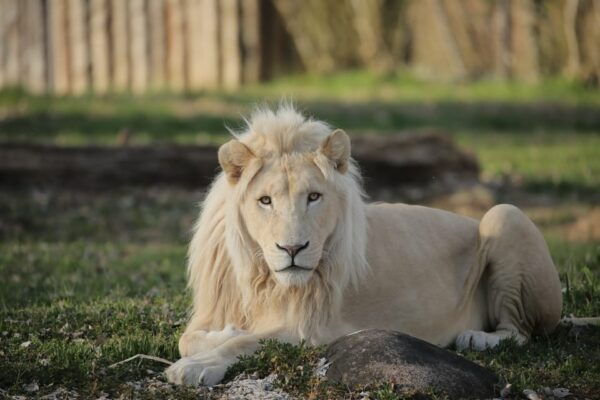 Parco Natura Viva: Garda Zoological Park Ticket - Customer Reviews