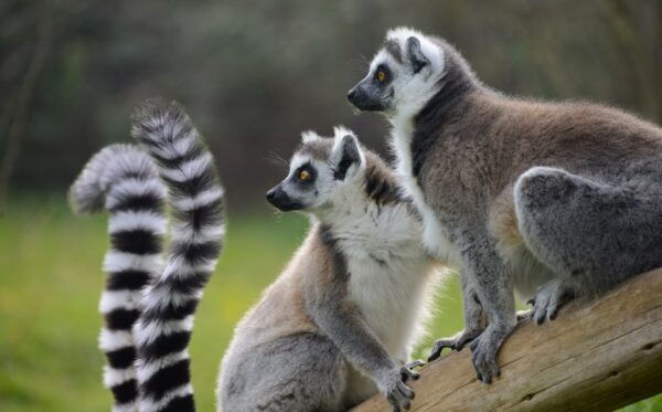 Parco Natura Viva: Garda Zoological Park Ticket - Getting There