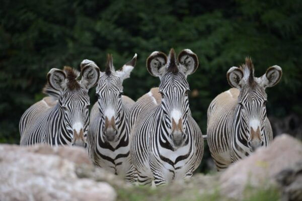 Parco Natura Viva: Garda Zoological Park Ticket - Sustainability and Eco-Friendly Initiatives