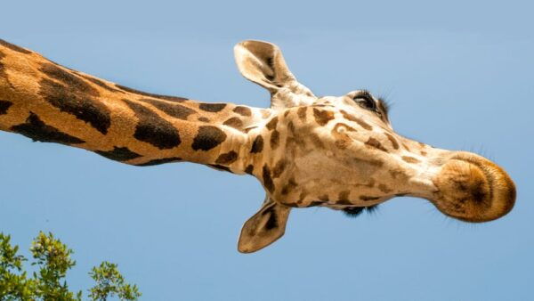 Parco Natura Viva: Garda Zoological Park Ticket - Frequently Asked Questions
