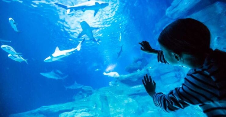 Paris: Aquarium De Paris Entrance Ticket - Experience at the Aquarium De Paris
