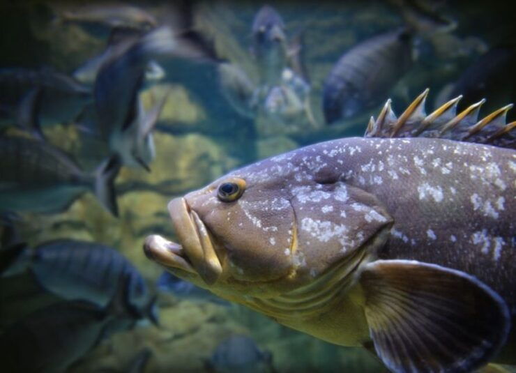 Paris: Aquarium Entry Ticket & Self-Guided Eiffel Tower Tour - Experience Highlights