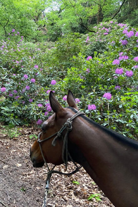 Paris: Aumont-en-Halatte Horseback Riding Tour - Booking Information
