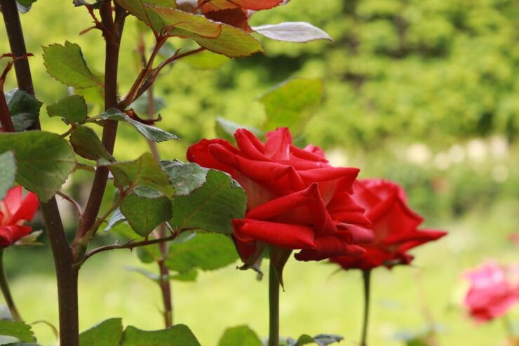 Paris: Evening Tour and Picnic With Champagne in Park - Key Points