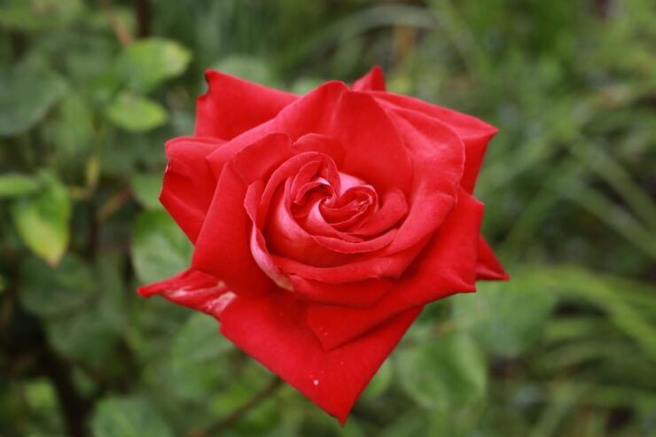 Paris: Evening Tour and Picnic With Champagne in Park - Experience Highlights