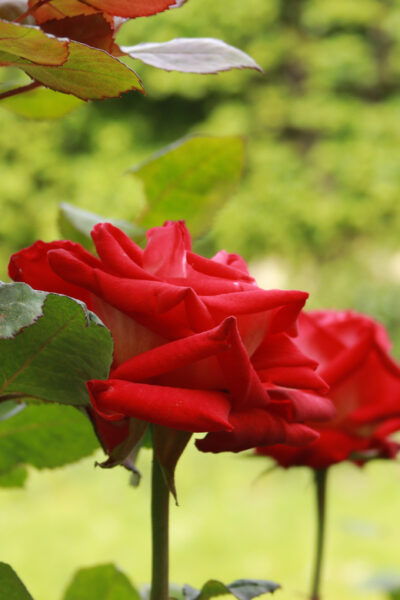 Paris: Evening Tour and Picnic With Champagne in Park - Tips for Enjoying Your Tour