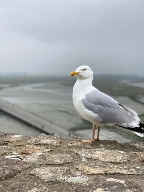 Paris: Mont Saint-Michel Day Trip with Private Driver - The Day in Detail