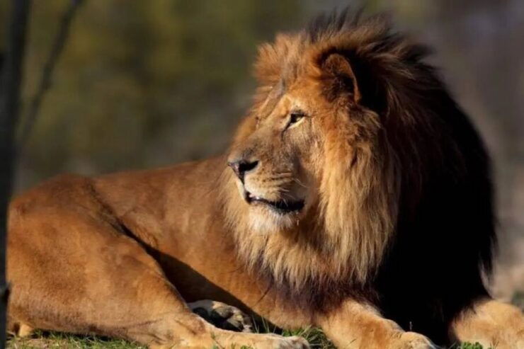 Paris: Paris Zoological Park Entrance Ticket - Experience