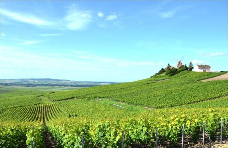 Paris: Private Day Trip to Champagne With 8 Tastings & Lunch - Culinary Delights: Lunch Pairings