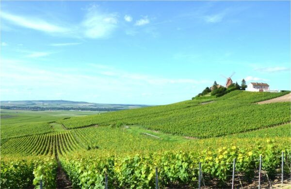 Paris: Private Day Trip to Champagne With 8 Tastings & Lunch - Additional Reviews