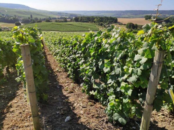 Paris: Private Epernay Trip With Champagne Vineyard Tastings - The Sum Up