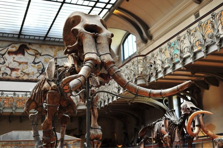 Paris: Private Family Tour, Highlights and Museum Visit - Exploring Notre Dame Cathedral