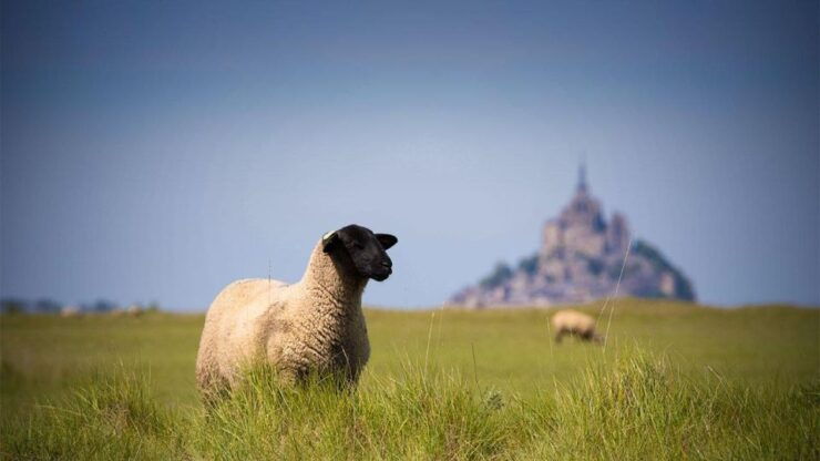 Paris: Private Tour Paris - Mont Saint Michel - Transportation Details