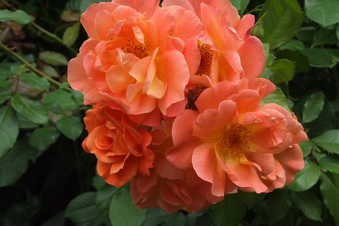 Paris to Giverny Round-Trip Transfer With Skip-The-Line Ticket - Cancel 24H Prior & Full Refund - Inclusions