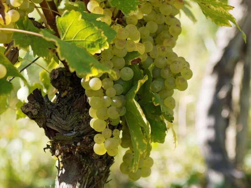 Paris VIP: Burgundy Wine Region Chauffeur Driven Tour 14 Hrs - Good To Know