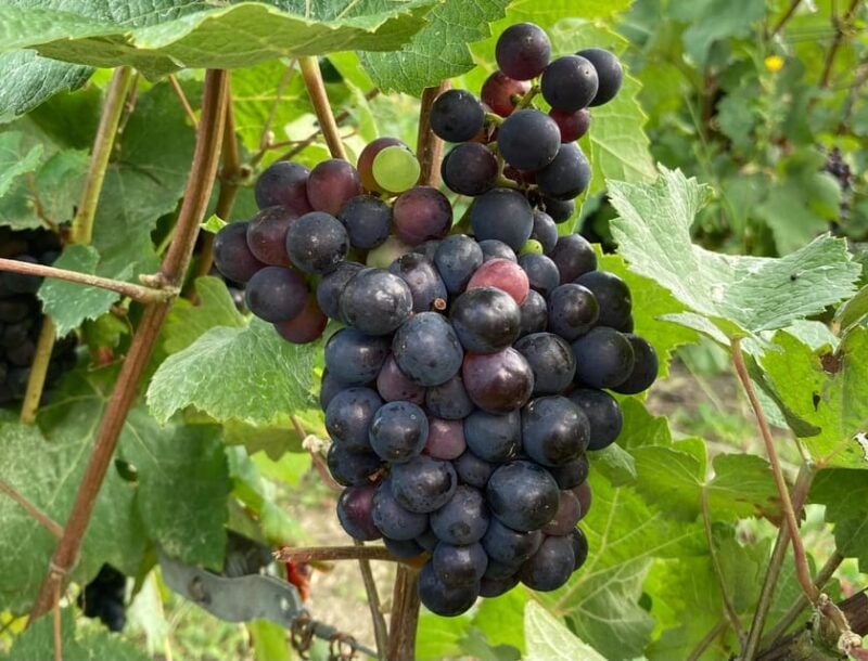 Paris Wine Day Tours All Inclusive Champagne Tour From Paris - Champagne Tasting Experiences