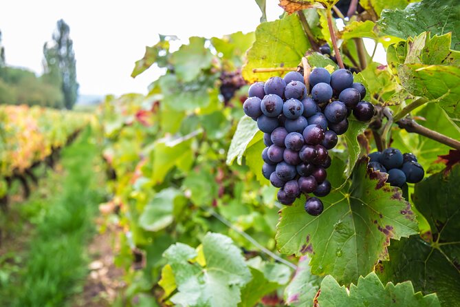 Paris Wine Tasting Private Tour With Wine Expert - Contact and Terms