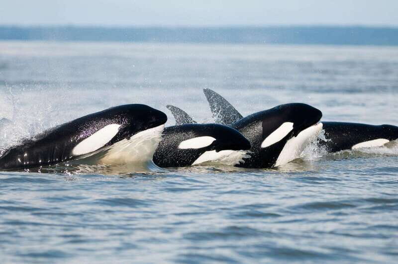 Parksville: Half-Day Whale and Wildlife Adventure - Good To Know