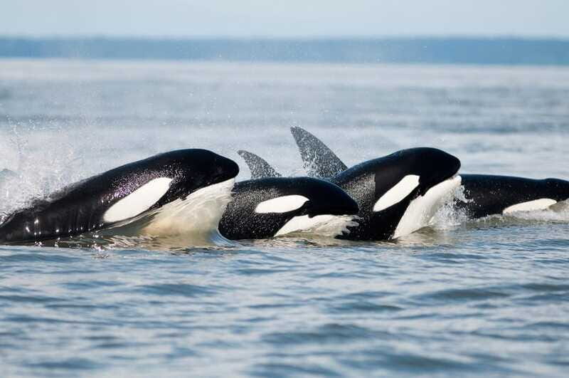 Parksville: Half-Day Whale and Wildlife Adventure - Final Thoughts