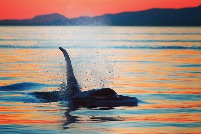 Parksville Sunset Whale and Wildlife Adventure - Introduction