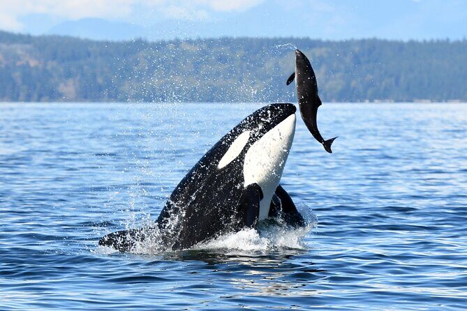 Parksville Sunset Whale and Wildlife Adventure - FAQ