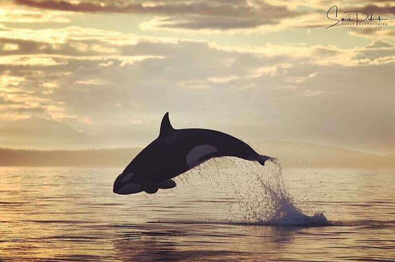 Parksville: Sunset Whale and Wildlife Adventure - Good To Know