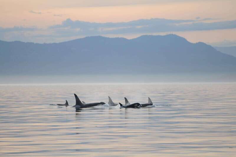 Parksville: Sunset Whale and Wildlife Adventure - What Makes This Tour Special?