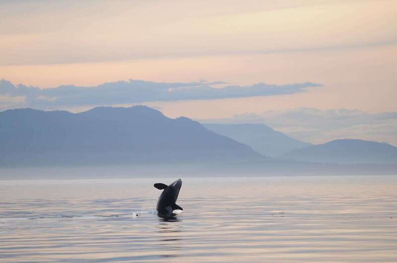 Parksville: Sunset Whale and Wildlife Adventure - The Value and Practicalities