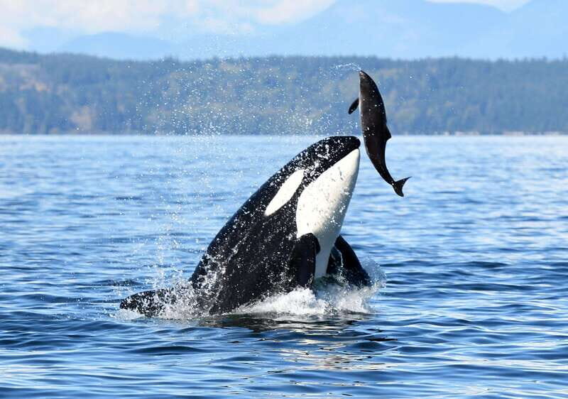 Parksville: Sunset Whale and Wildlife Adventure - About the Experience Provider