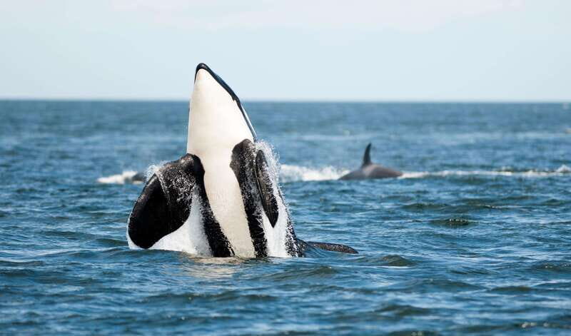 Parksville: Sunset Whale and Wildlife Adventure - Who is This Tour Best For?