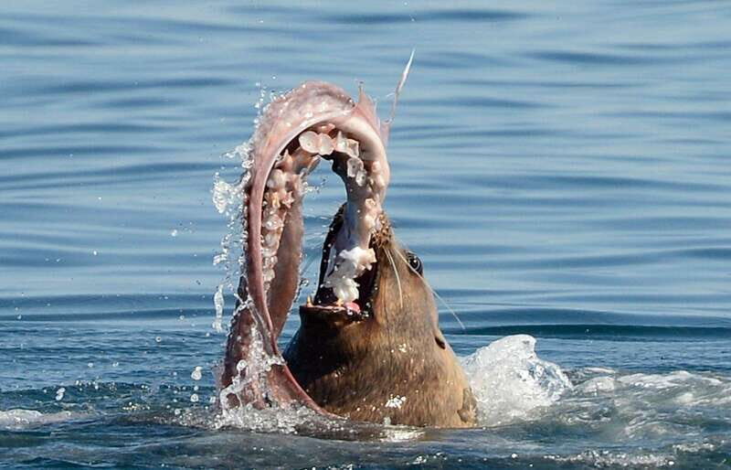 Parksville: Sunset Whale and Wildlife Adventure - Frequently Asked Questions