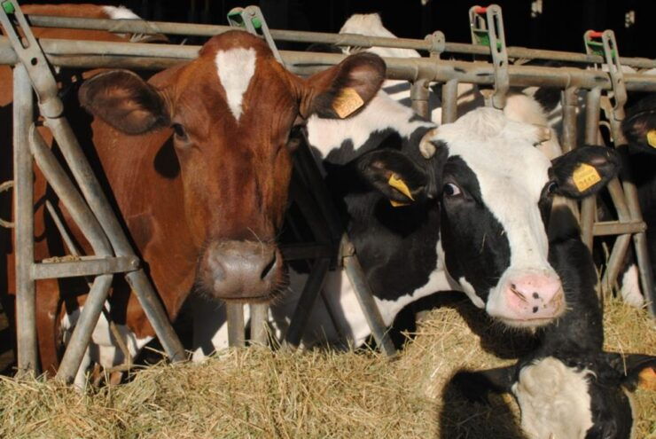 Parma: Traditional Cheese Factory Visit With Tasting - Highlights of the Visit